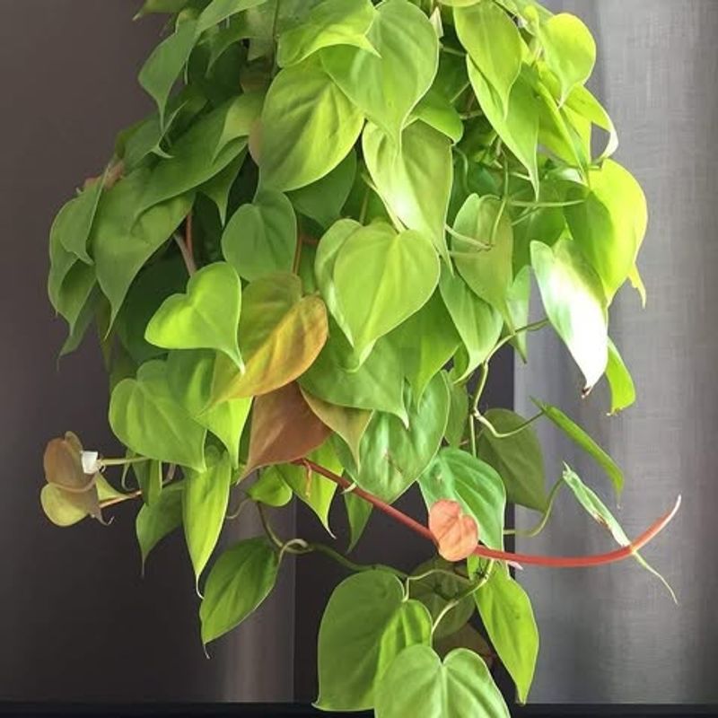 Philodendron
