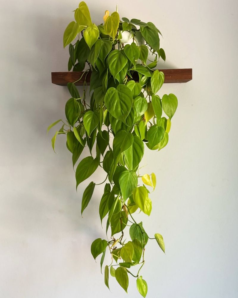 Philodendron