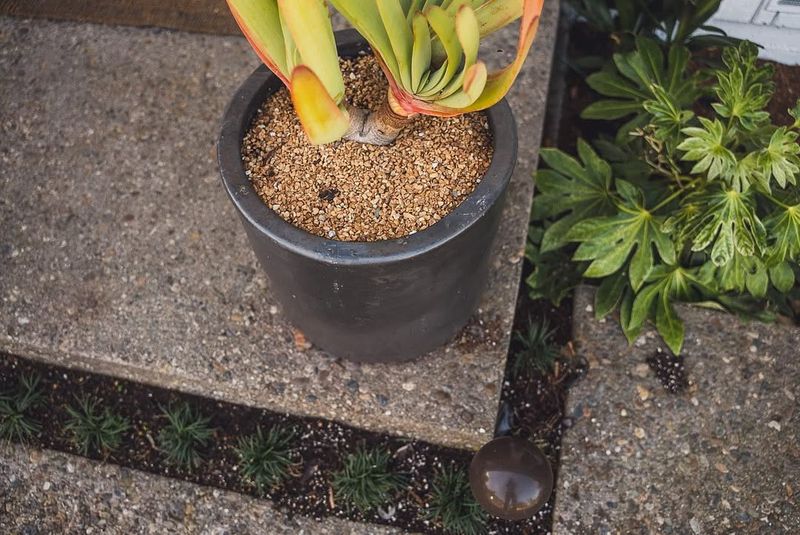 Apply Mulch Around Hardy Plants