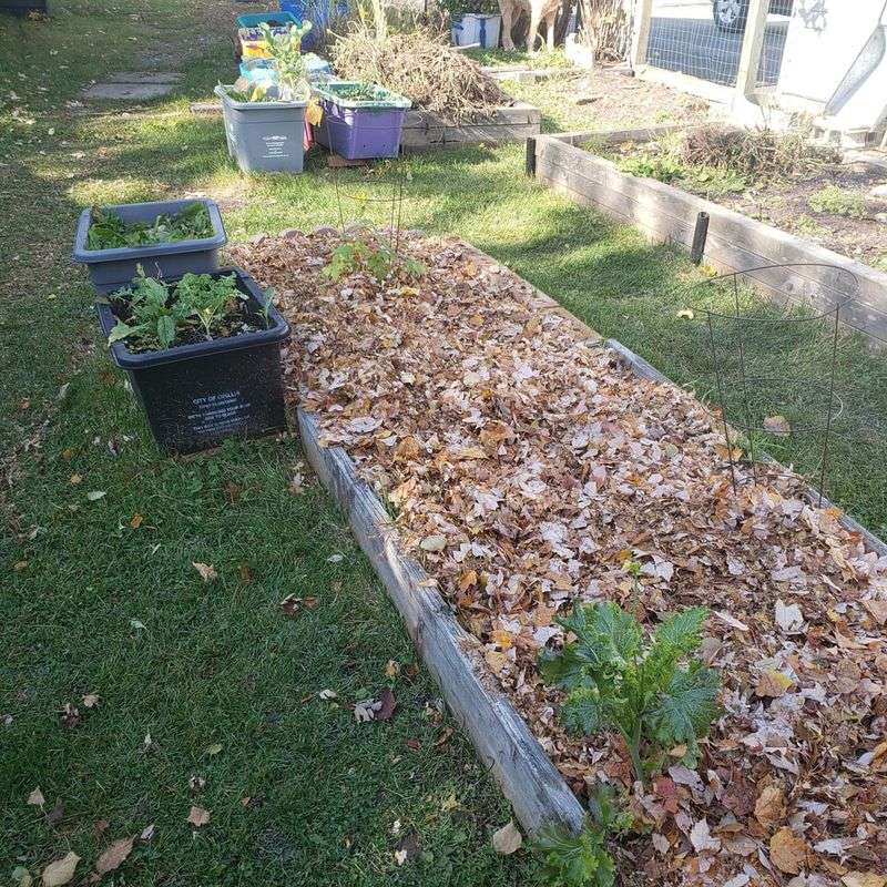 Apply Winter Mulch to Garden Beds