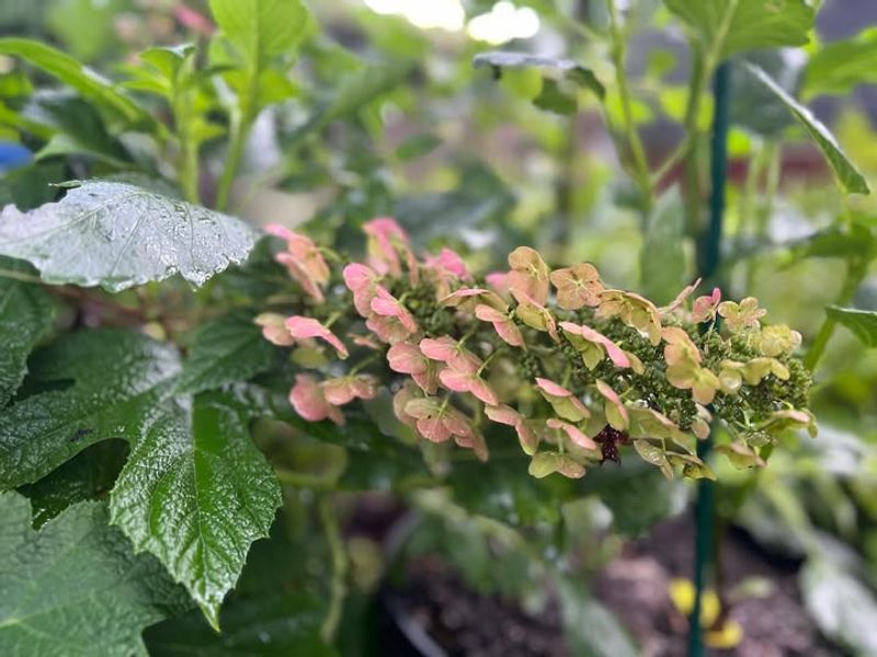 Attracts Pollinators To Your Wisconsin Yard