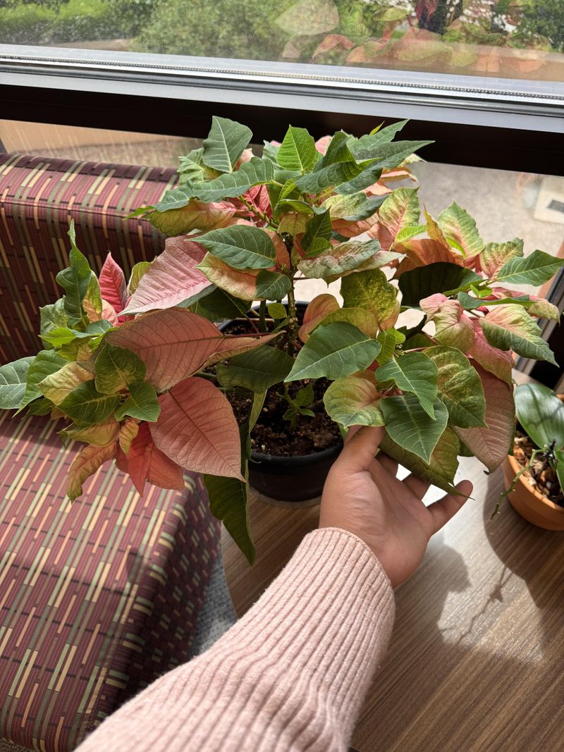 Brown Edges Reveal Cold Damage