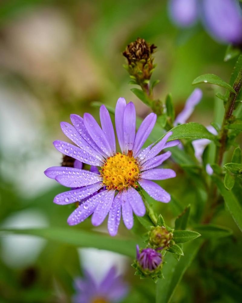 Butterfly And Bee Magnets