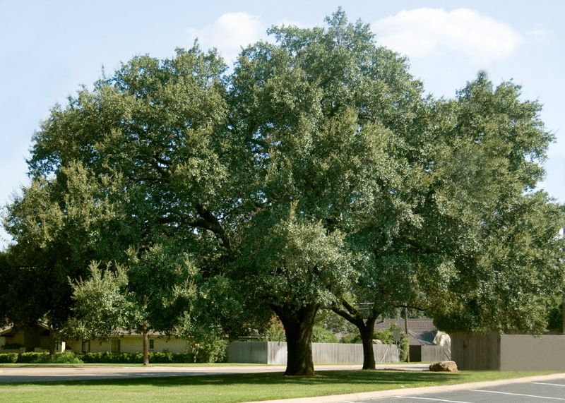 Mature Oak Tree Population