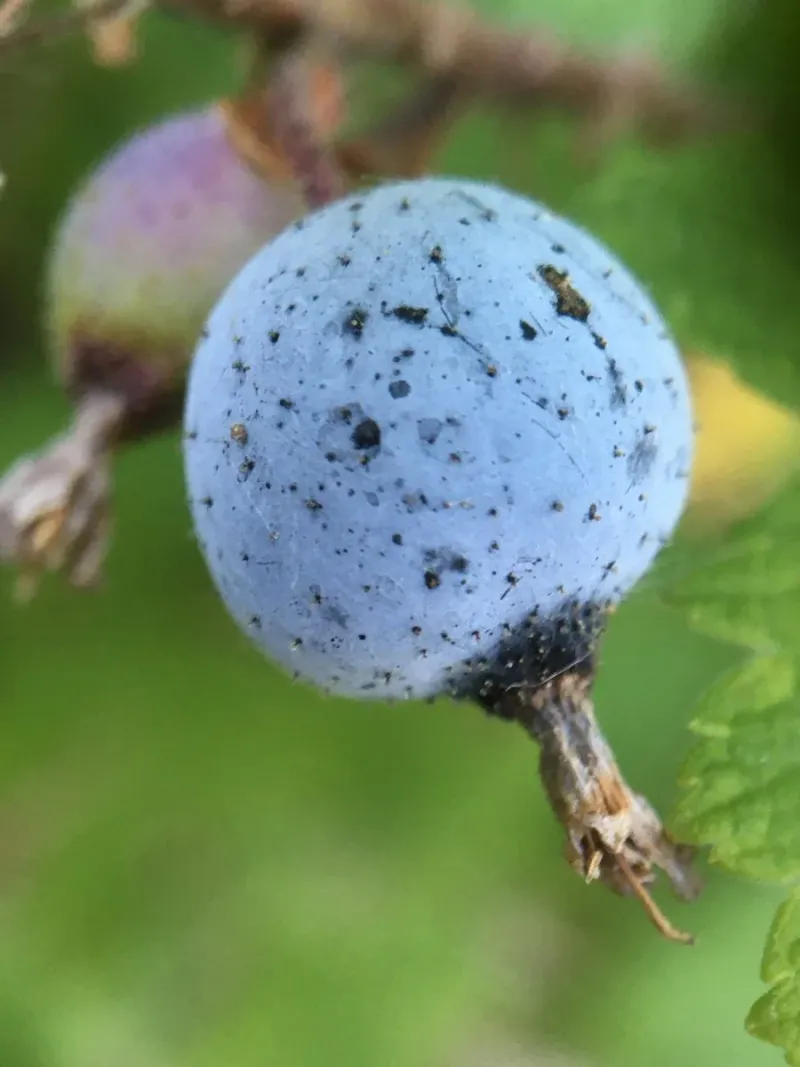 Edible Berries For Wildlife And Humans