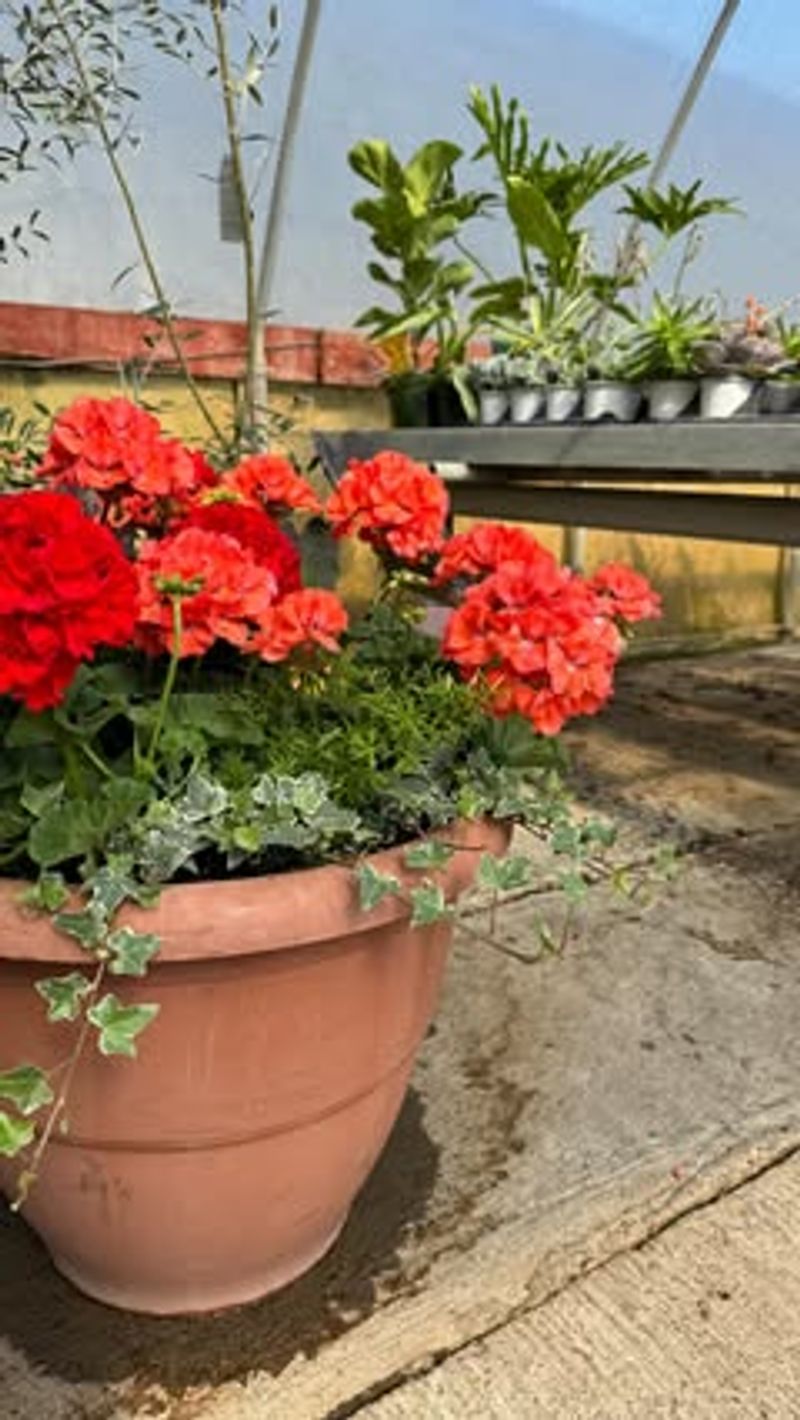 Container Friendly for Small Spaces