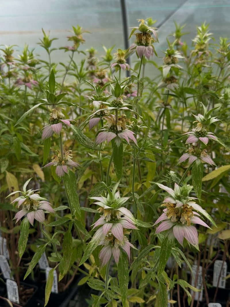 Extended Blooming Period Supports Bat Migration Patterns