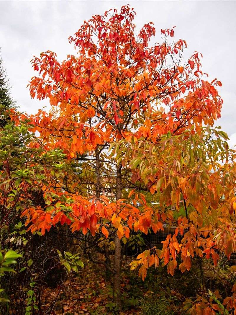 Low Maintenance Requirements Support Organic Gardening