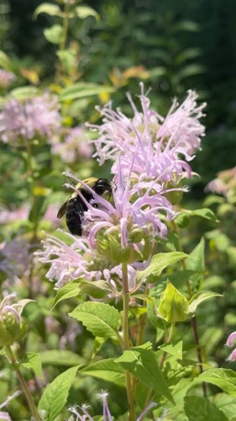 Cluster Growth Creates Bee Feeding Stations