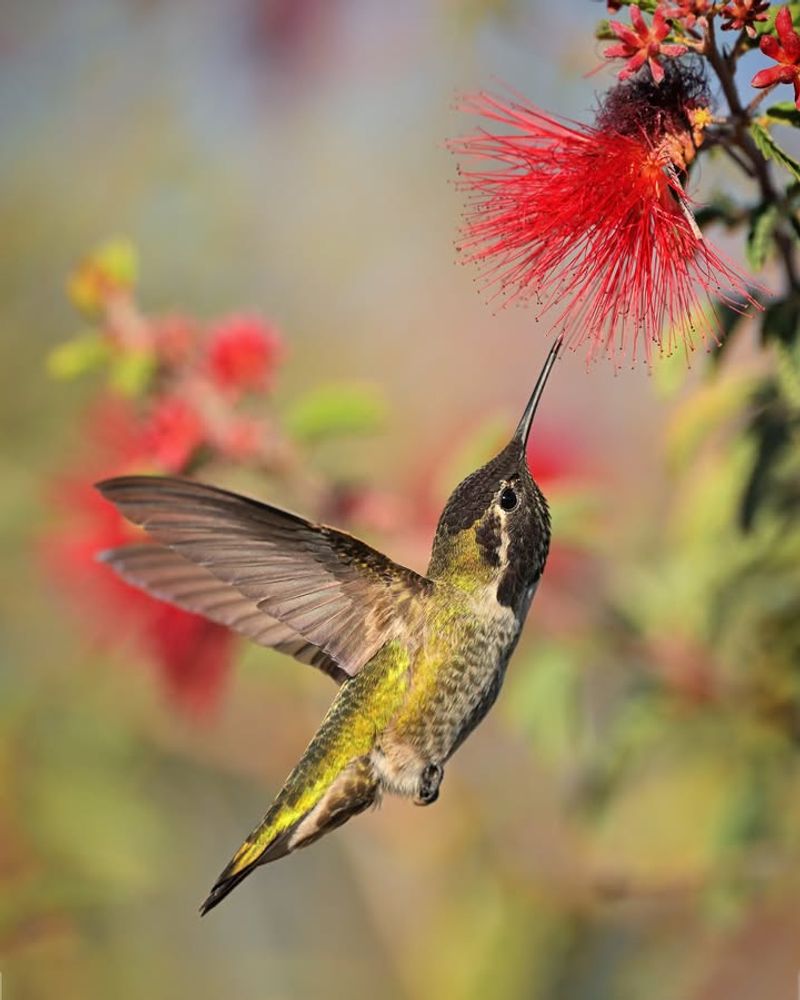 Striking Red Flowers Attract Hummingbirds And Butterflies