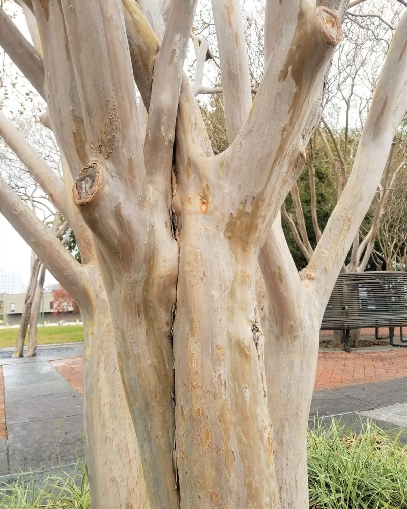 Beautiful Bark Adds Year-Round Interest