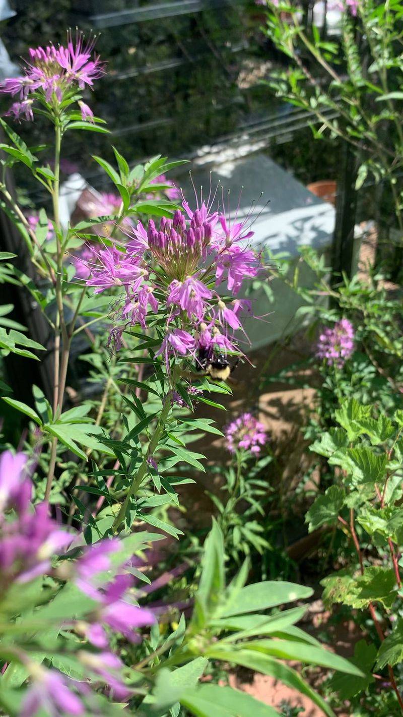High Pollen Production Feeds Growing Colonies