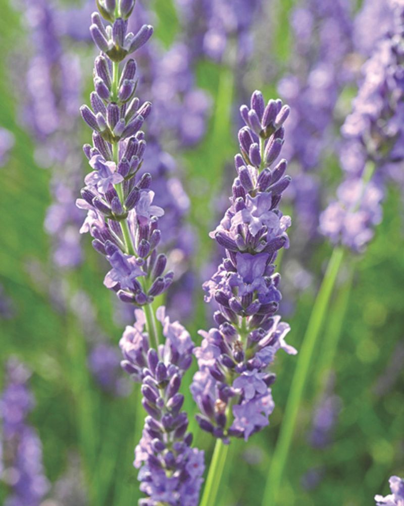 Beautiful Purple Color Pop