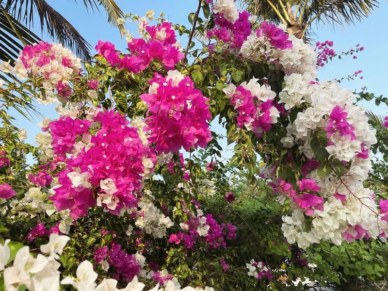 Year-Round Color Explosion