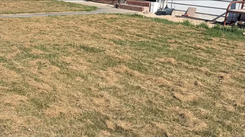 Water Shortages Make Lawn Maintenance Nearly Impossible