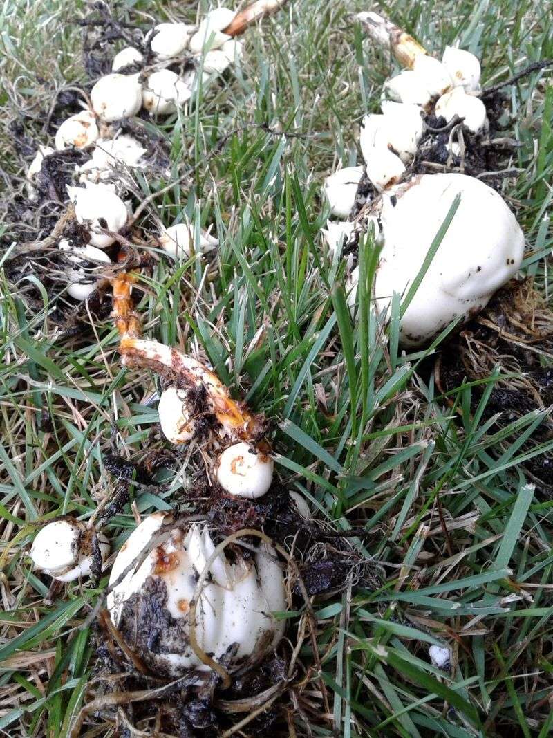 Storing Rhizomes in Peat Moss or Vermiculite