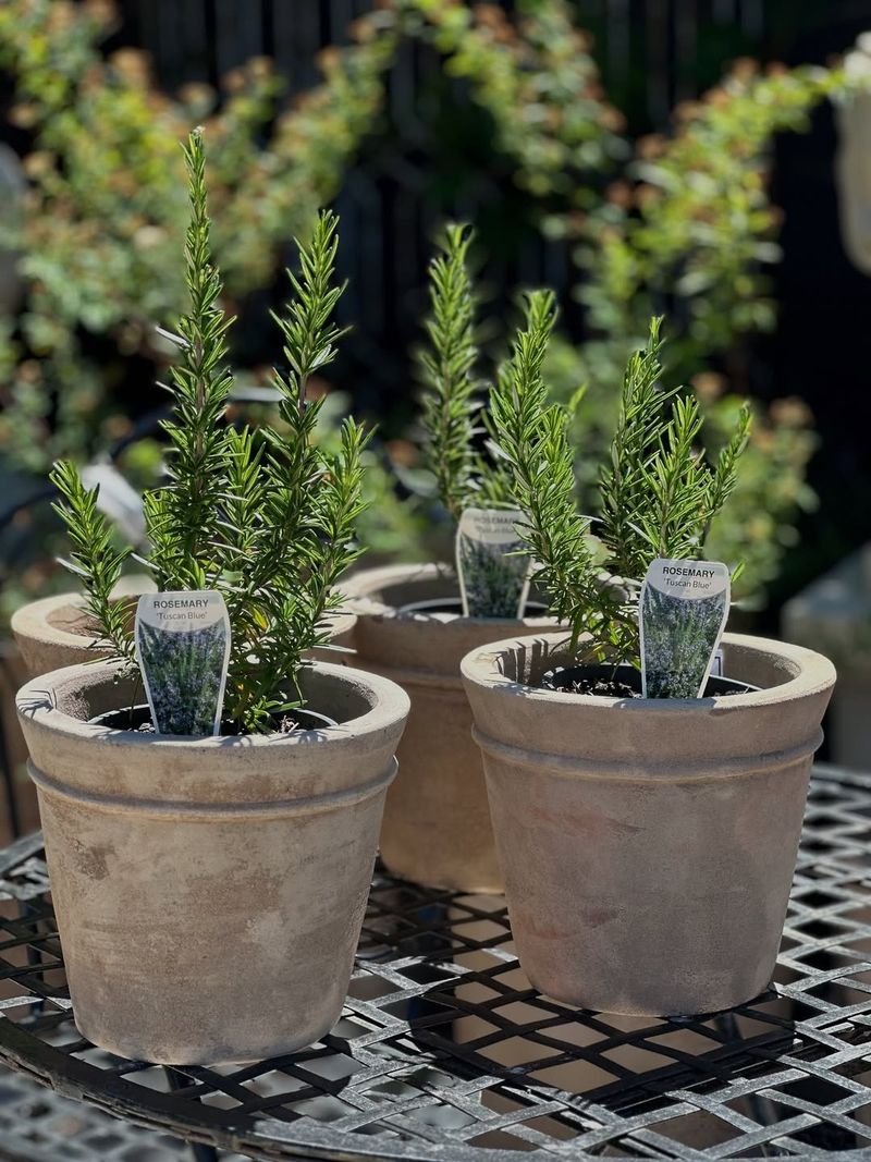 Humidity-Loving Herbs Flourish In Virginia's Indoor Climate Conditions
