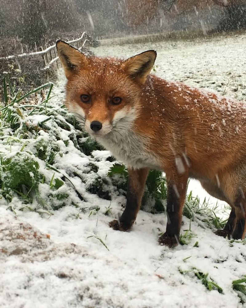 When Heavy Snow Covers Natural Food Sources