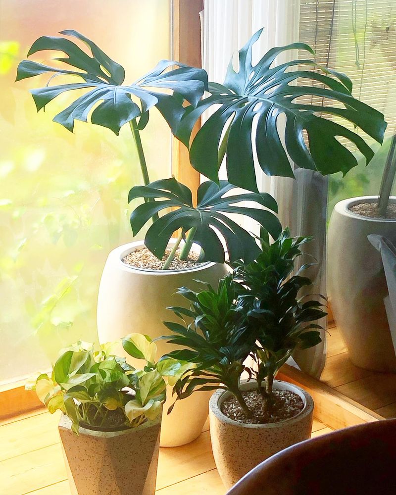 Grouping Plants Together Creates A Beneficial Microclimate