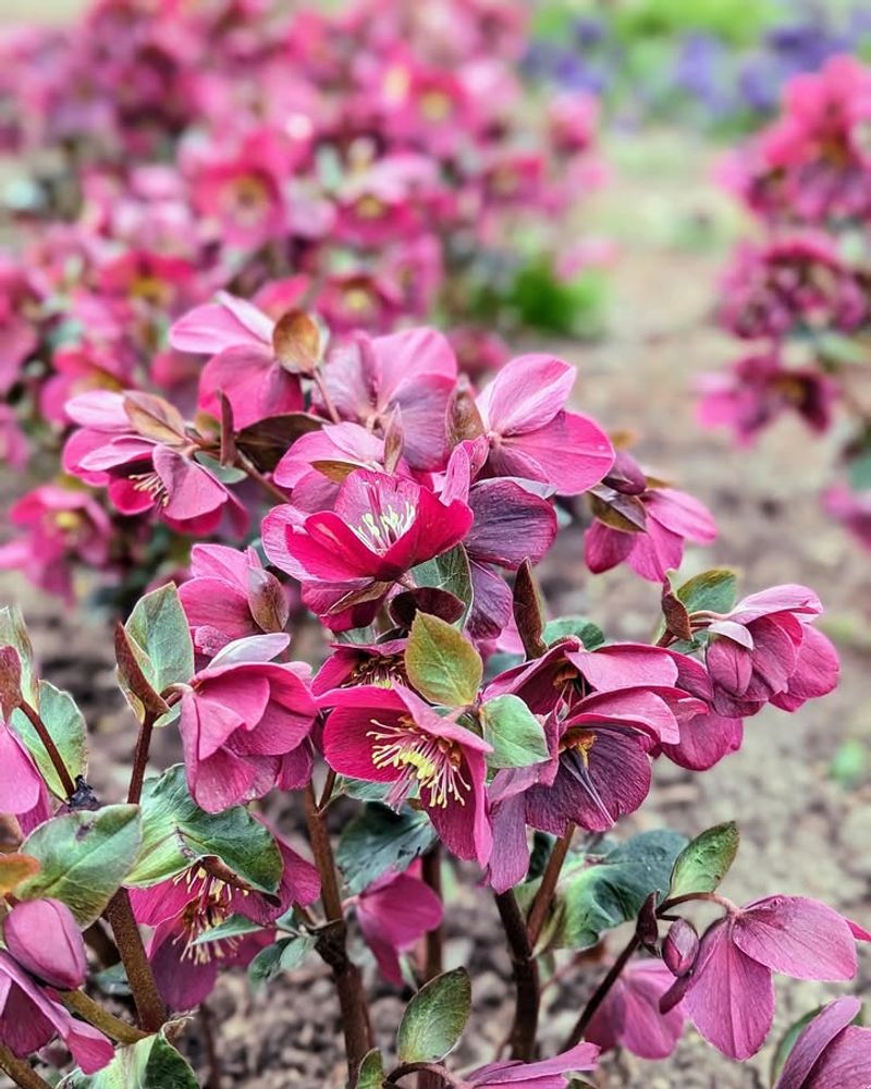 Hellebores