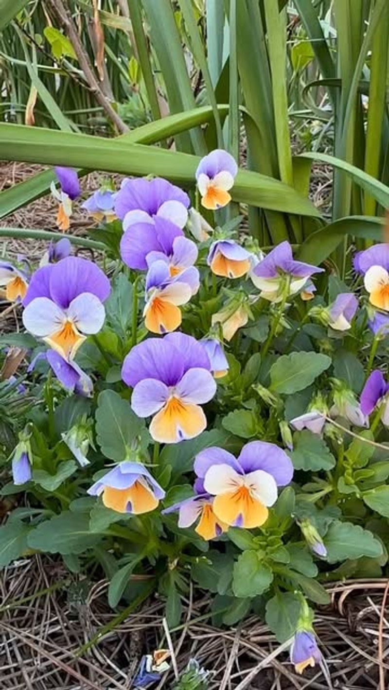 Violas