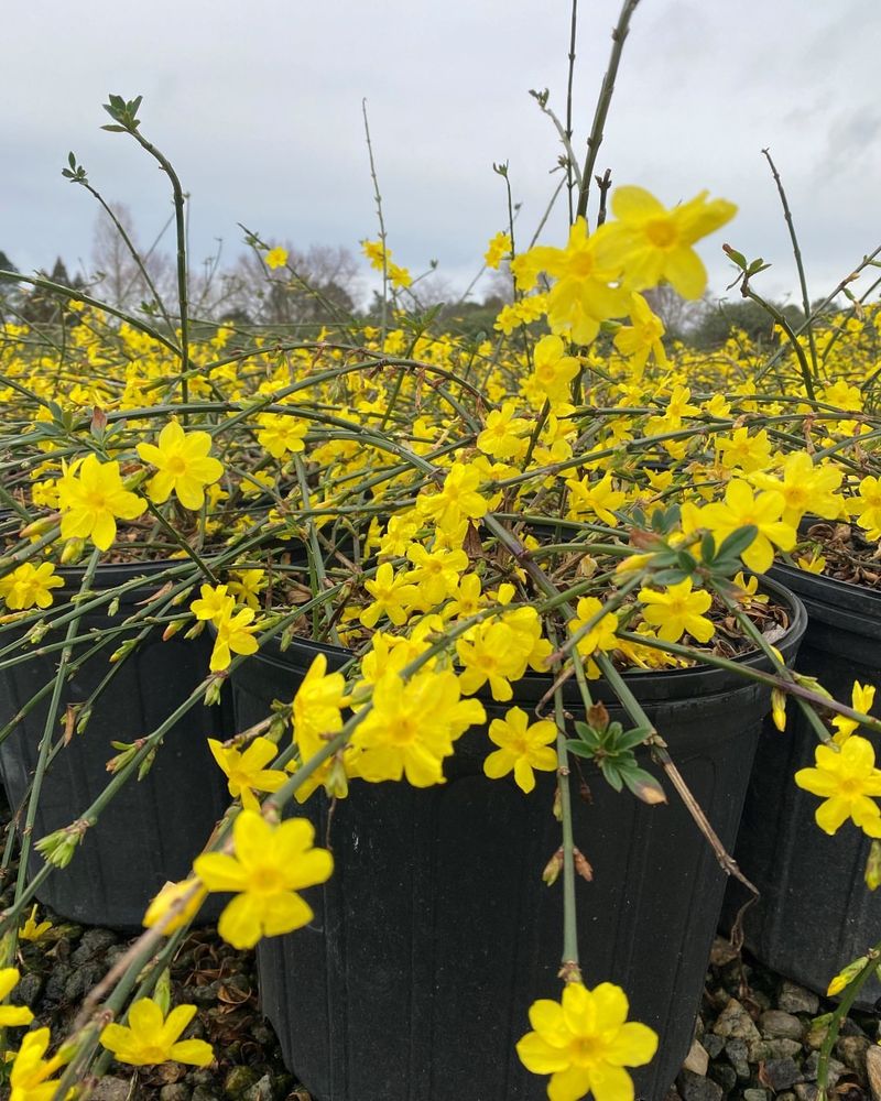 Winter Jasmine