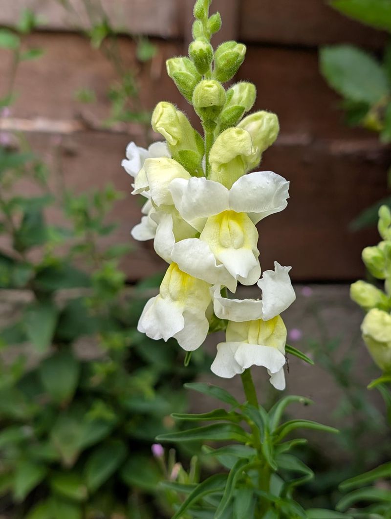 Snapdragons