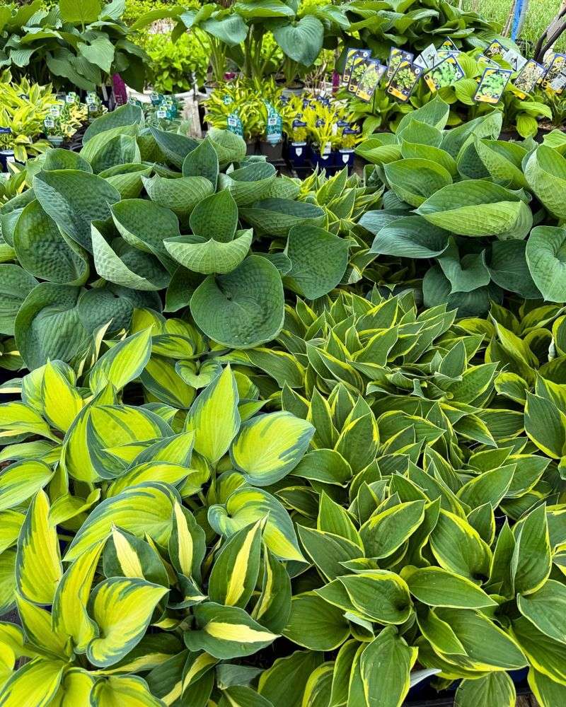 Incorporate Shade-loving Vines