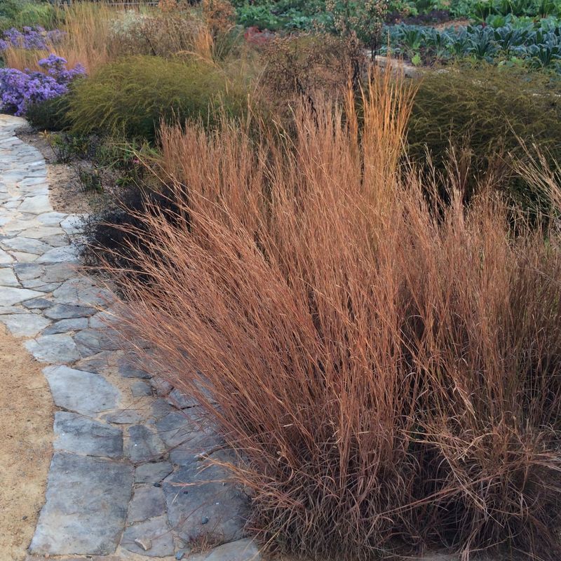 Little Bluestem (Schizachyrium scoparium)