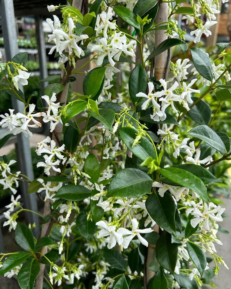 Confederate Jasmine