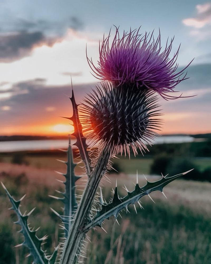 Scotch Thistle
