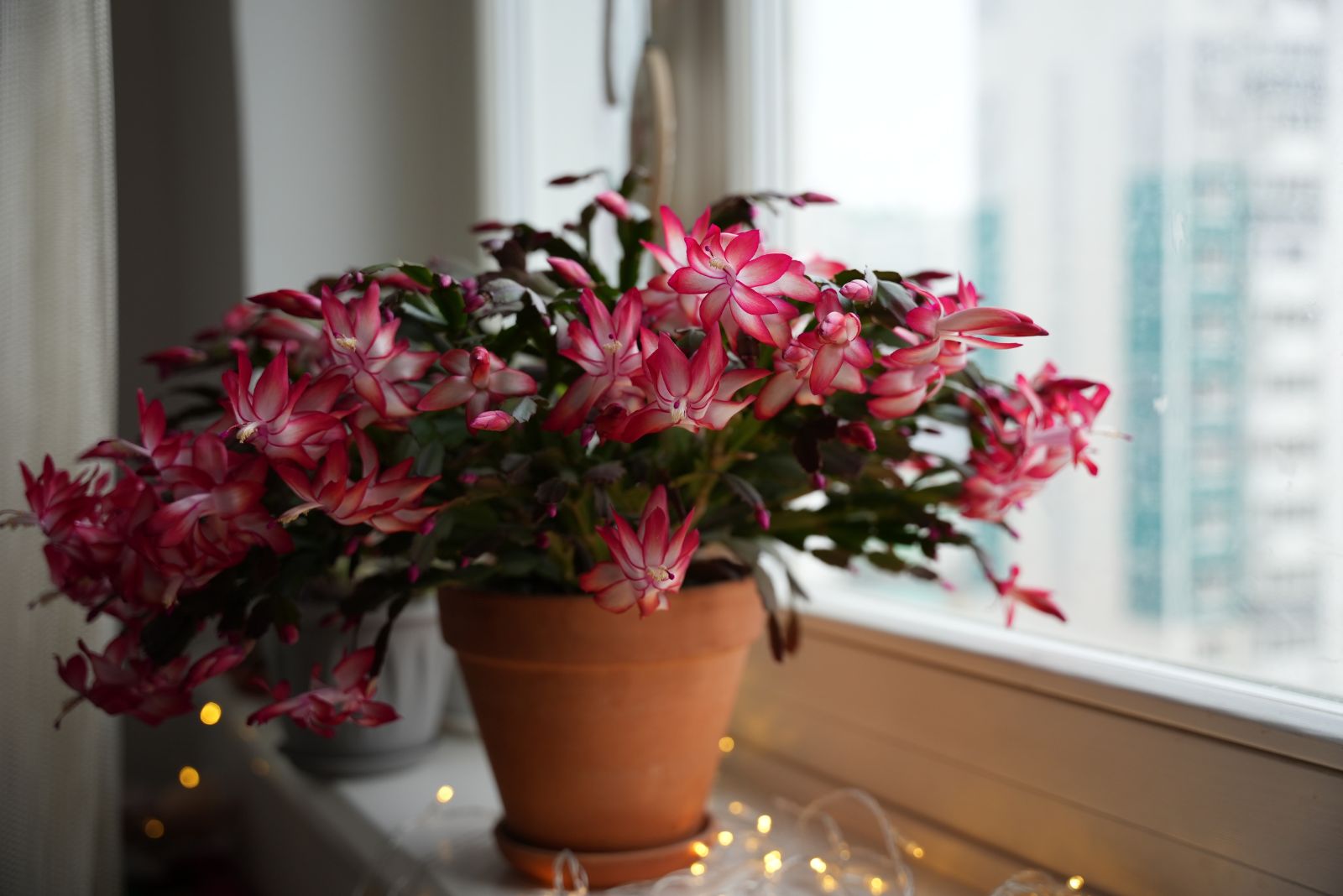Early Christmas Cactus Blooms Appear In Albuquerque New Mexico, Experts Blame It On Warm Fall