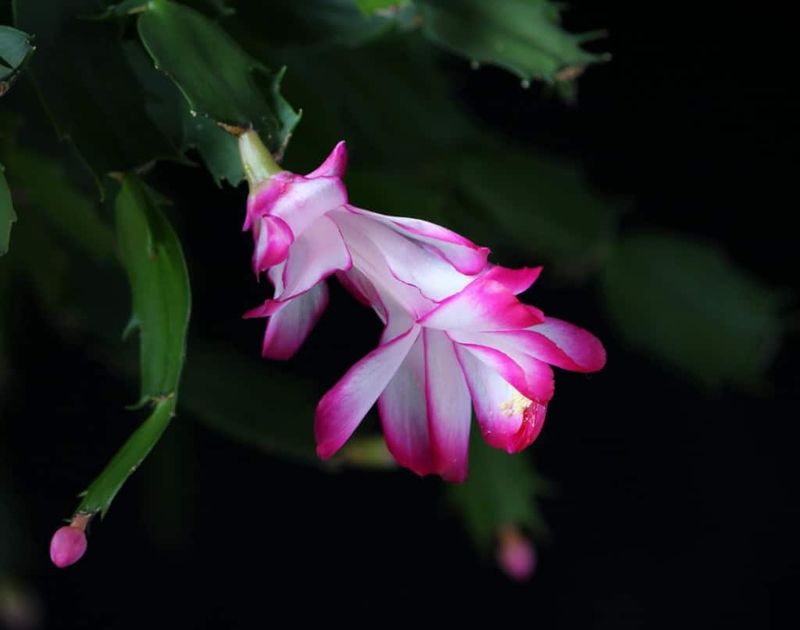 Unusual Warm Weather Patterns Confuse Plants