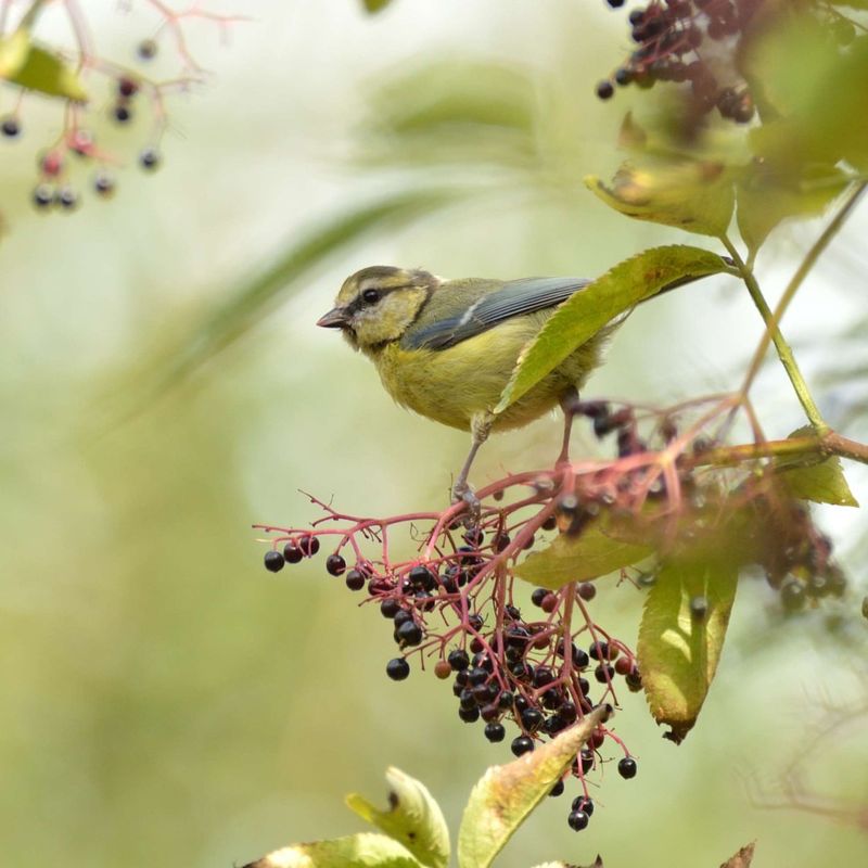 You Miss Out On Months Of Garden Interest And Wildlife Food