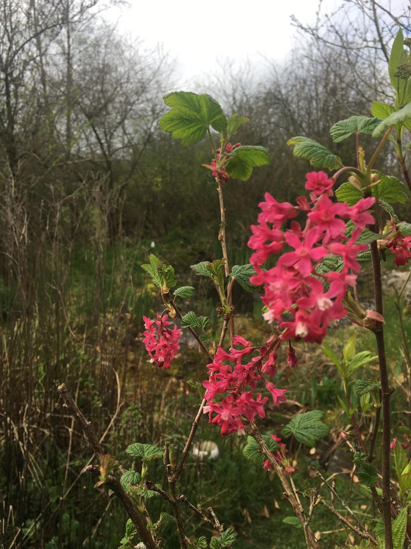 Hummingbirds Flock To Tubular Flowers