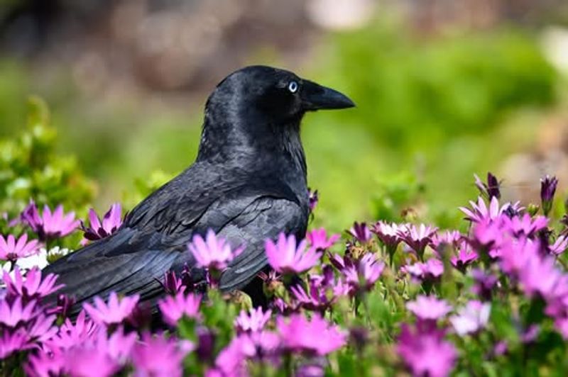 Seed Dispersal Helpers