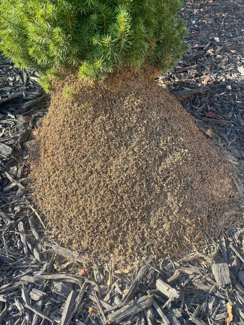 Ants Build Hills Above Their Underground Colonies