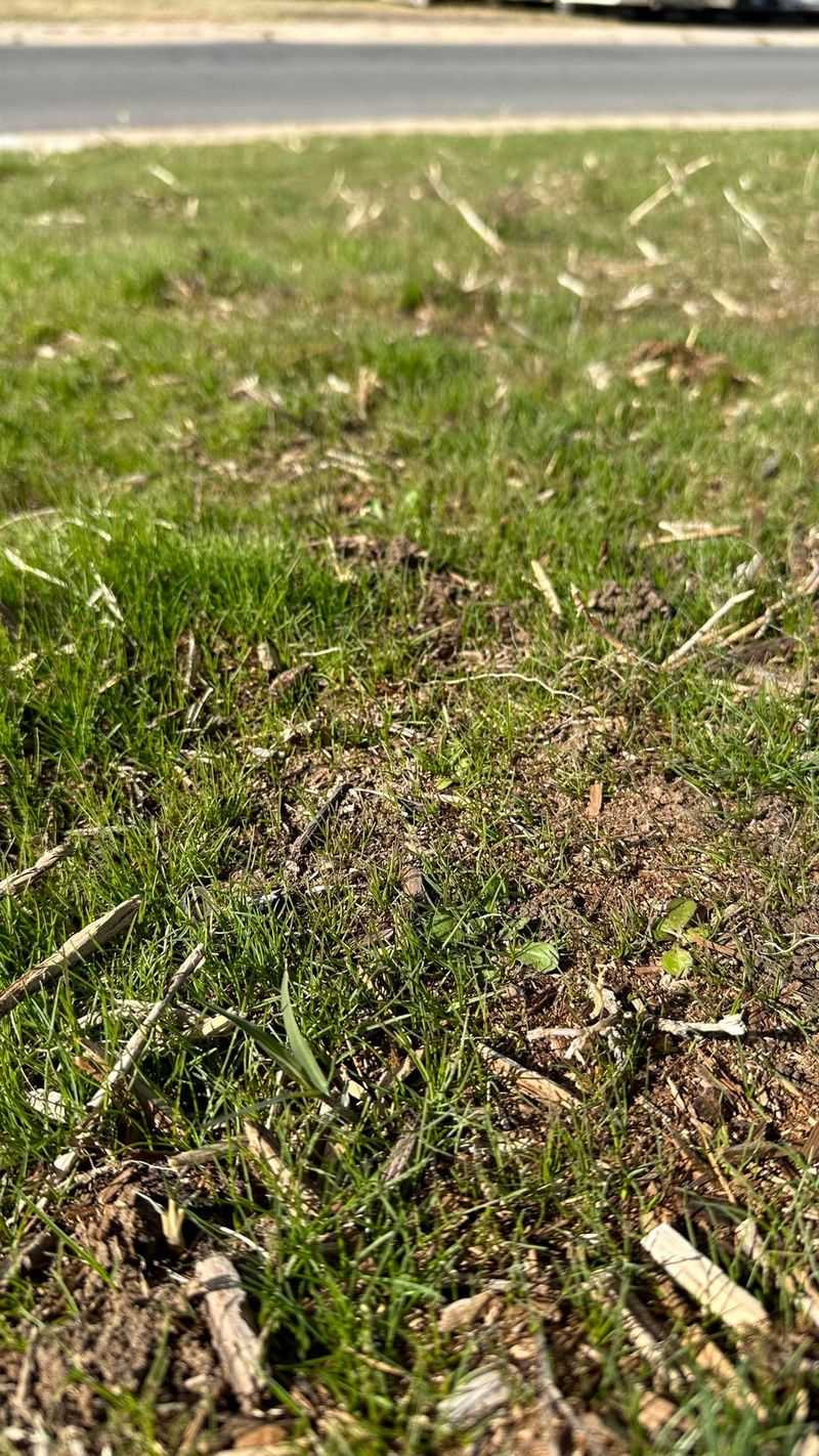 Optimal Grass Height Protects Roots