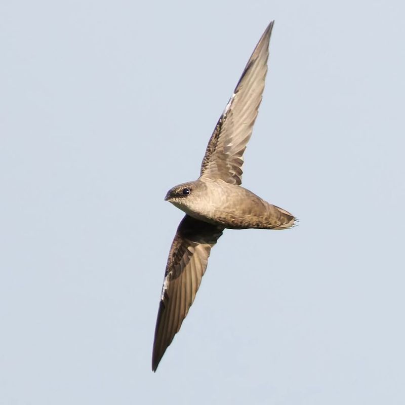 Chimney Swift