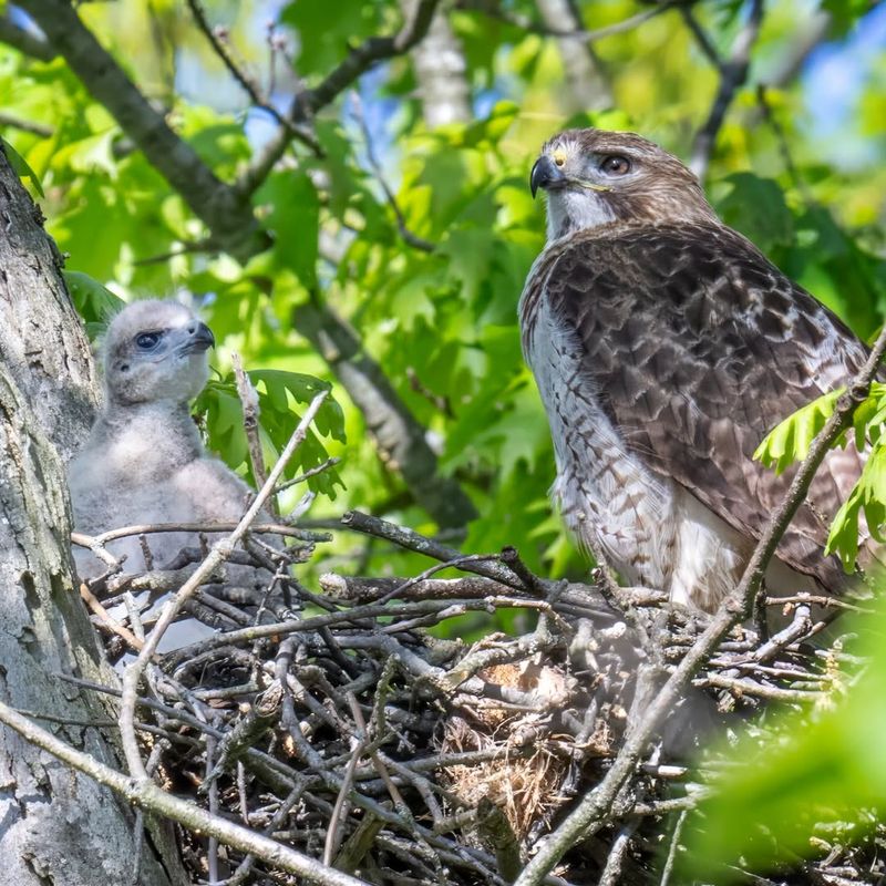Red-tailed Hawk (Buteo jamaicensis)