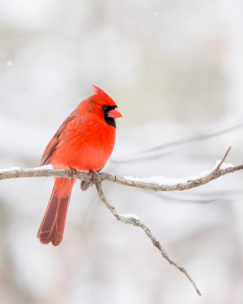 Northern Cardinal