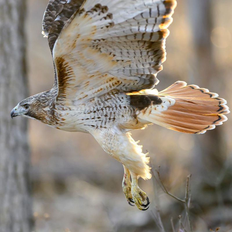 Red-Tailed Hawk