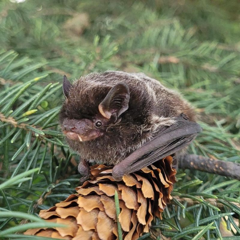 Little Brown Bat