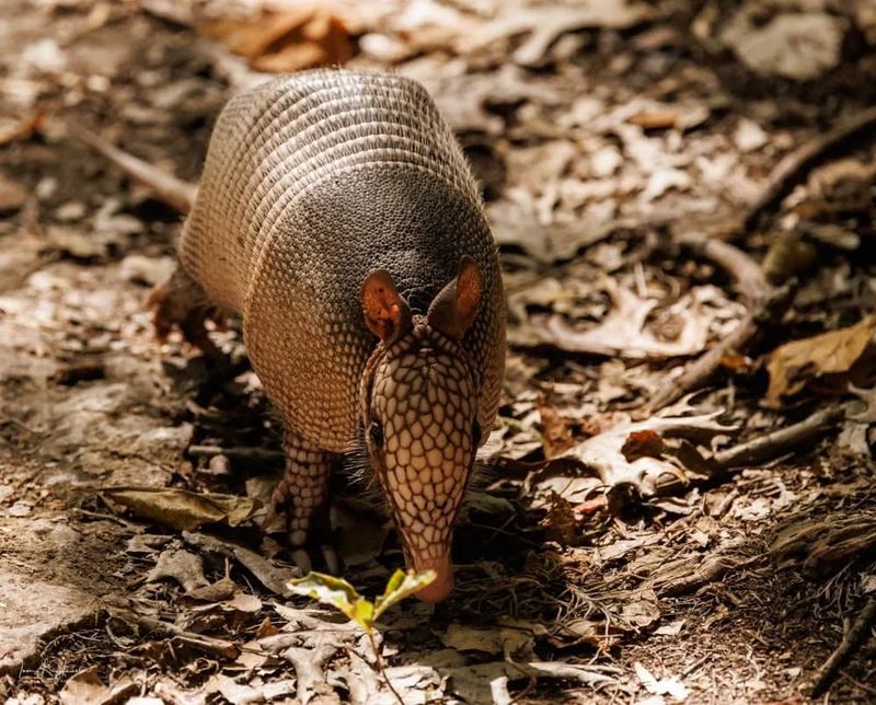 Nine-Banded Armadillo