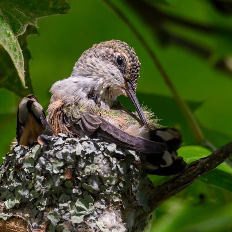 Ruby-Throated Hummingbird Nests