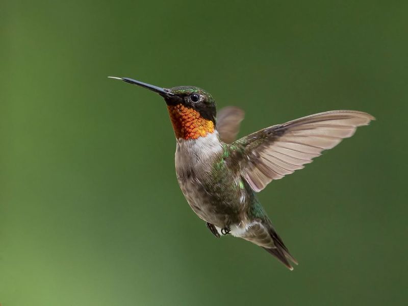 Ruby-Throated Hummingbird