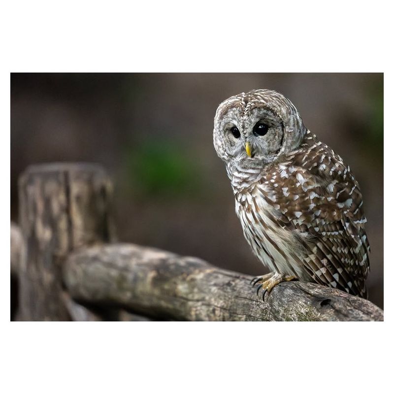 Barred Owls