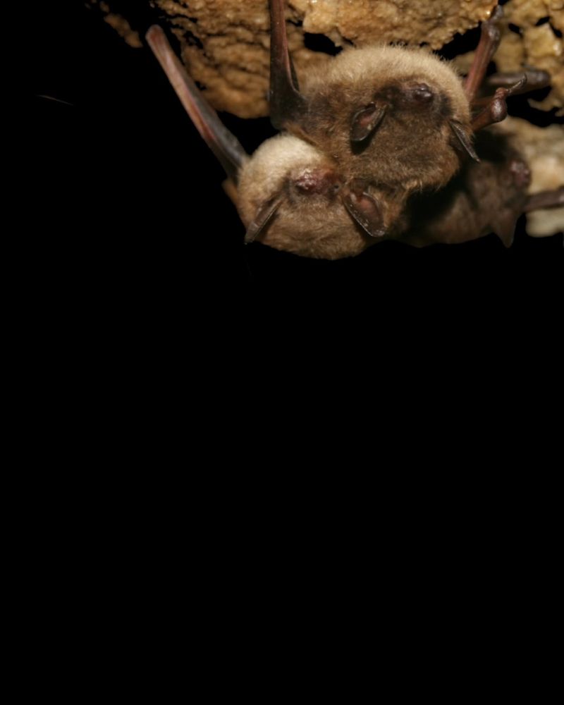 Little Brown Bats
