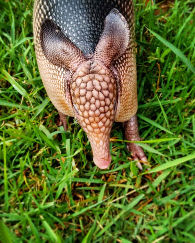 Nine-Banded Armadillo