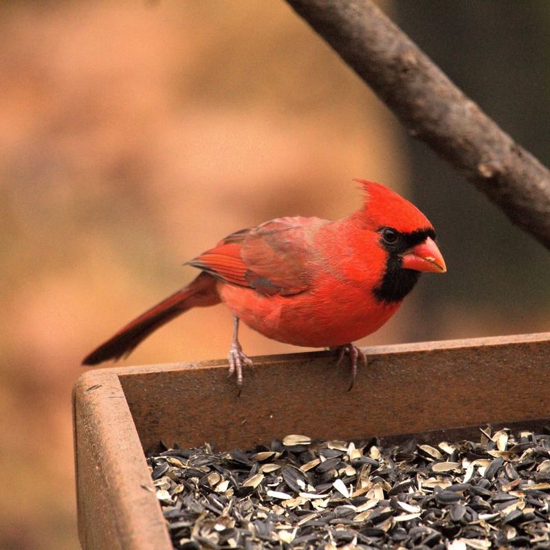 Northern Cardinal